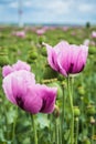 Close-up of pink opium poppy blossoms, also called breadseed poppies Royalty Free Stock Photo