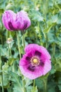 Close-up of pink opium poppy blossoms, also called breadseed poppies Royalty Free Stock Photo