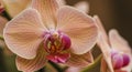 Close-up Pink and Orange Orchid Blossom Royalty Free Stock Photo