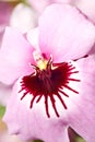 Close-up of pink orchid Royalty Free Stock Photo