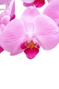 Close-up of pink orchid Royalty Free Stock Photo