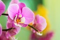 Close-up of pink orchid Royalty Free Stock Photo