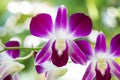 Close-up Pink orchid Dendrobium in the gaden