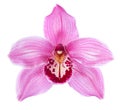 Close-up of pink Orchid flower Cymbidium isolated on white background Royalty Free Stock Photo