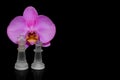 Close up of pink orchid flower with frosted glass chess pieces Royalty Free Stock Photo
