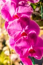 Close up of pink orchid flower Royalty Free Stock Photo