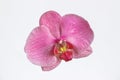 Close up of pink orchid flower on white background Royalty Free Stock Photo