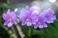 Close-Up Of Pink orchid Flowering Plant In nature