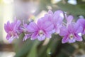 Close-Up Of Pink orchid Flowering Plant In nature