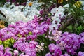 Close up of pink orchid in garden at flower festival Chiangmai,Thailand. Royalty Free Stock Photo