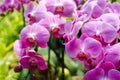 Close up of pink orchid in garden at flower festival Chiangmai,Thailand. Royalty Free Stock Photo