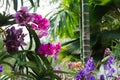 Close up of pink orchid in garden at flower festival Chiangmai,Thailand. Royalty Free Stock Photo