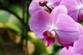 Close up of pink orchid in garden at flower festival Chiangmai,Thailand. Royalty Free Stock Photo