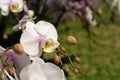 Close up of pink orchid in garden at flower festival Chiangmai,Thailand. Royalty Free Stock Photo