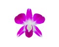 Close-up Pink Orchid isolated on the white background with clipping path Royalty Free Stock Photo