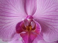 Close up of pink orchid Royalty Free Stock Photo