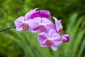 Close-up of pink orchid Royalty Free Stock Photo