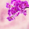 Close-up of pink orchid phalaenopsis Royalty Free Stock Photo