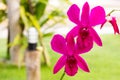 Close-up of pink orchid phalaenopsis. Bouquet of flowers orchids.