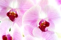 Close up Pink Orchid (Soft light style) Royalty Free Stock Photo