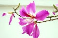 Close up pink orchid tree isolate on white background Royalty Free Stock Photo