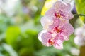 Close up the pink orchids bouquet with natural background, beautiful blooming orchid flower in the garden Royalty Free Stock Photo