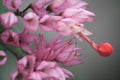 Close up of pink orchids flower with blurred background, stock photo