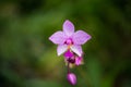 Close up of Pink Orcid Flower. Royalty Free Stock Photo