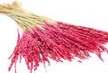 Close up pink paddy rice, Dry flower decoration Royalty Free Stock Photo