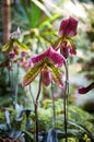 Close up of pink Paphiopedilum orchid Venus slipper. Rare beautiful orchids in a tropical garden. Royalty Free Stock Photo