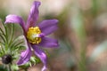 Close-up of pink Pasque wild flower