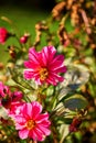 Close up of a pink-peach Dahlia bloom petals