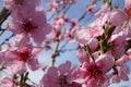 Close-up of pink peach tree flowers against a blue sky Royalty Free Stock Photo