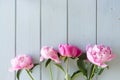 Close up of pink peonies flowers isolated on white table background. Floral frame composition. Decorative web banner Royalty Free Stock Photo