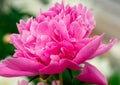 A close-up of a pink peony bloom