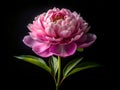 Close-Up of a Pink Peony in Full Bloom