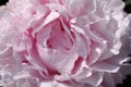 Close-up. Pink peony macro, petals of a pink peony flower.