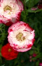 A close up of pink peony-type poppy Papaver somniferum var. paeoniflorum in summer cottage garden Royalty Free Stock Photo