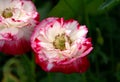 A close up of pink peony-type poppy Papaver somniferum var. paeoniflorum in summer cottage garden