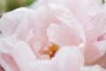 Close-up pink peony. Wedding bouquet. Modern asymmetrical disheveled bridal bunch. Spring flowers