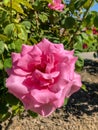 Close up Pink Perfcet Rose in a Garden