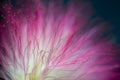 Close up of a pink persian silk tree or mimosa tree flower