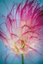 Close up of a pink persian silk tree, mimosa tree Albizia julibrissin flower