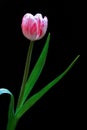 Close up Pink Petal Tulip With Dew on Flowers With Black Background.. Macro Flower. Royalty Free Stock Photo