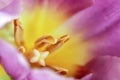Close up Pink Petal Tulip or Tulip Yellow Pistil... Macro Flower. Royalty Free Stock Photo