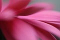 Close up of pink petals on a Gerber Daisy Royalty Free Stock Photo