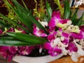 Close-up pink Phalaenopsis or Moth dendrobium Orchid flower in basin at temple,Thailand. Royalty Free Stock Photo