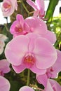 Close-up of Pink phalaenopsis moth orchid flower on defocused background Royalty Free Stock Photo