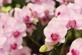 Close up of pink phalaenopsis orchid flowers is blooming in the garden Royalty Free Stock Photo