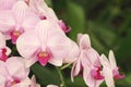 Close up of pink phalaenopsis orchid flowers is blooming in the garden Royalty Free Stock Photo